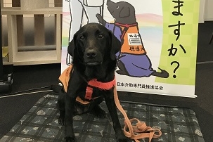 聴導犬②